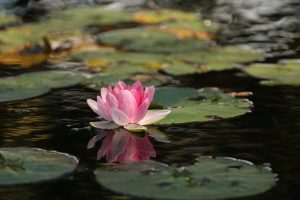 lotus-on-pond-pink-beauty-Pixabay-1845520_1280